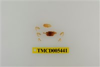 藏品(乳白南方招潮蟹)的圖片
